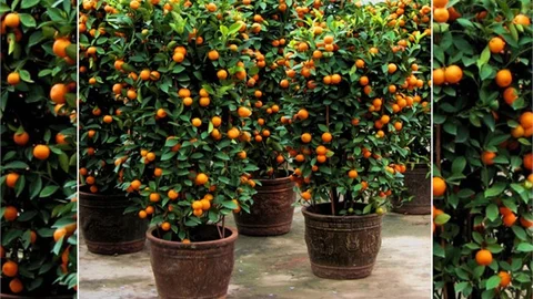  İlginç Mandalina Yetiştirme Tekniği