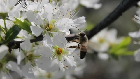 Silifke'de Erikler Çiçek Açtı