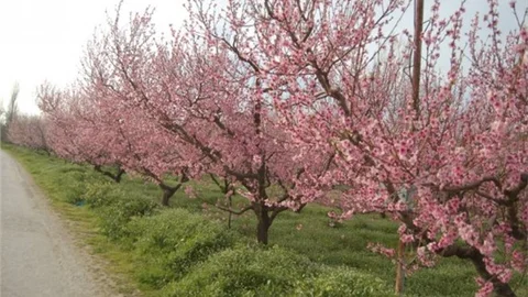Yalancı Bahara Aldanan Ağaçlar Çiçek Açtı