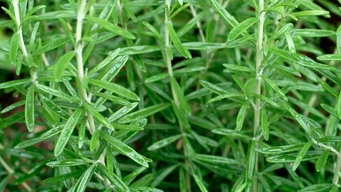 Biberiye Yağının Faydaları Çok Şaşırttı