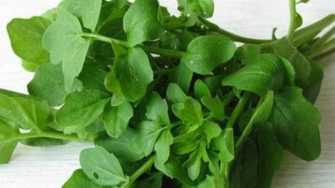 Tere Otunun Faydaları Çok Şaşırttı! Ispanak Yanında Çok Yetersiz Kalıyor