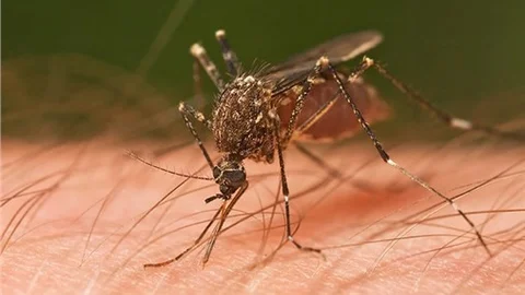 Hamileler Dikkat! Zika Virüsü Hamileleri Hedef Alıyor! Zika Virüsü Nedir Belirtileri Nelerdir