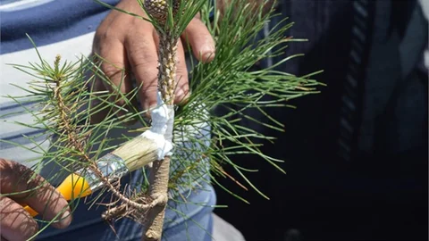Mersin’de Çiftçilere Aşılama Eğitimi Verildi