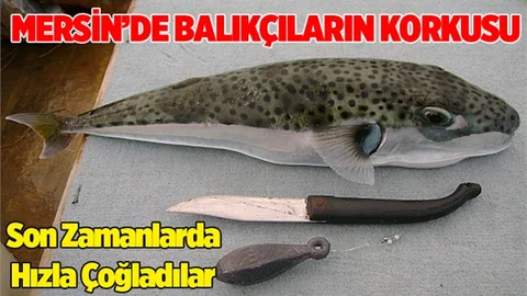 Mersin'de 'kurbağa balığı' korkusu