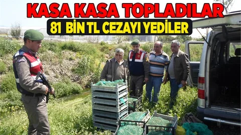 Mersin'de Kurbağa toplayıcılarına 81 bin TL ceza 