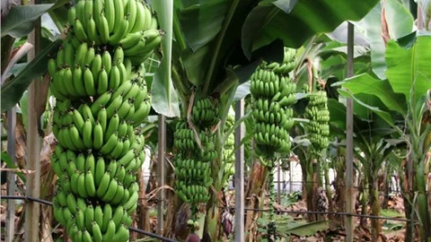 Muz Kabuğunu Aman Çöpe Atmayın