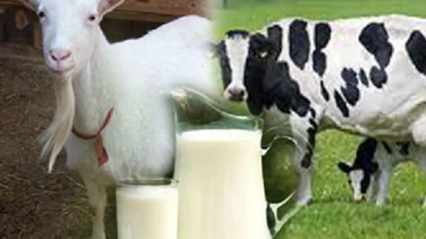 Keçi sütü Şifa Kaynağı