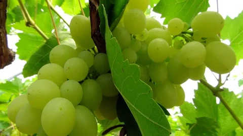 Örtü Altında Üretilen Üzüm Hasadı Başladı