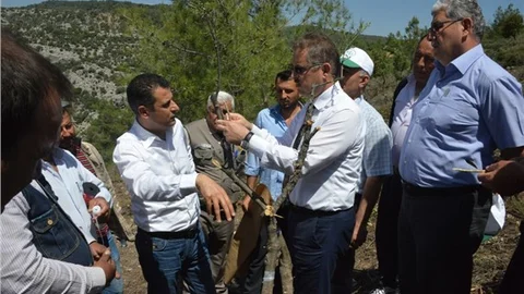 Yabani Zeytin Aşılamaları