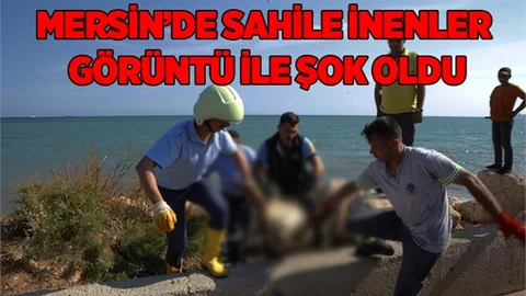 Mersin Sahiline Ölü Caretta Vurdu