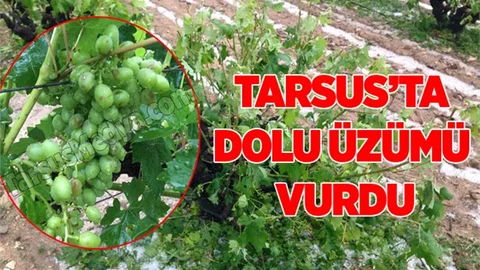 Mersin'de dolu yağışı üzüm bağlarını vurdu 