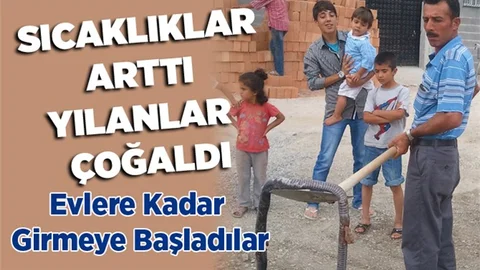 Tarsus'ta Sıcaklar arttı, yılanlar çoğaldı