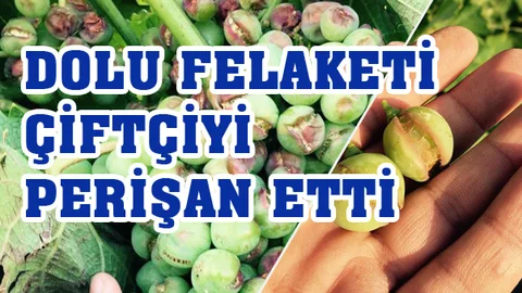 TARSUS'TA ÜZÜM ÜRETİCİSİNİ DOLU VURDU, ÇİFTÇİ PERİŞAN OLDU