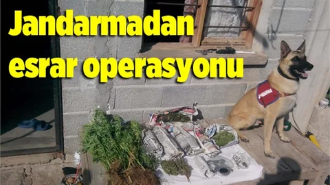 Jandarmadan esrar operasyonu