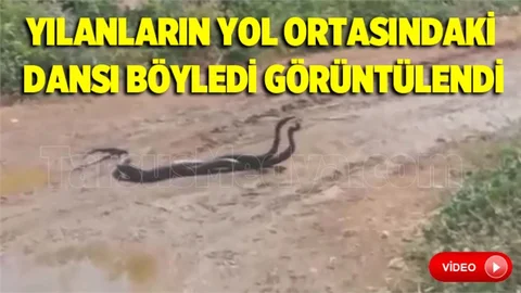 Tarsus'ta Yol ortasındaki yılanların dansı görüntülendi