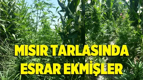Mısır tarlasında esrar ele geçirildi