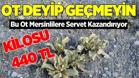 Mersin'deki Bu Ot Servet Kazandırıyor
