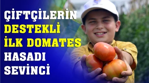 Mersin Çamlıyayla'da Çiftçinin Tarımsal Destekli İlk Domates Hasadı Sevinci