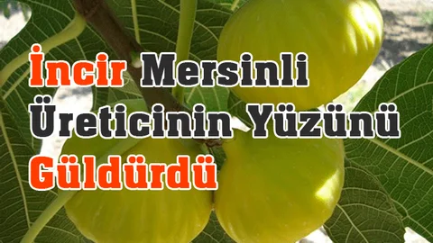 Mersin Mut'ta İncir üreticinin yüzünü güldürdü