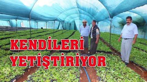 Mersin Silifke Çaltıbozkır’da çiftçiler çilek fidelerini kendileri üretiyor