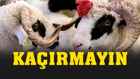 Gülnar'da Acemi Kasaplığa Son, Halk Eğitim Merkezi "Kurban Kesim" Kursu Açıyor