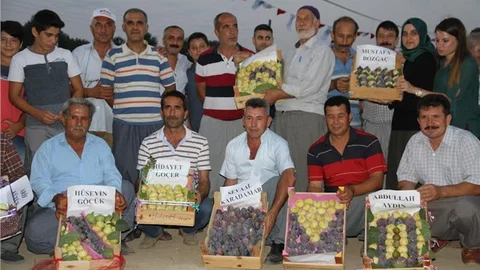 KÖYDE İNCİR ŞÖLENİ