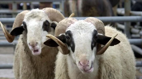 Kurbanlık fiyatları açıklandı