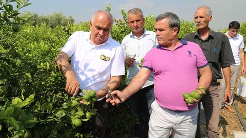 Yılın İlk Limon Hasadı Başkan Tollu’dan