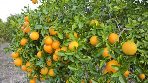 Narenciye ihracatçısı Rusya'dan umutlu