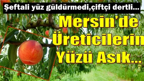Mersinli Şeftali Üreticileri Mutsuz