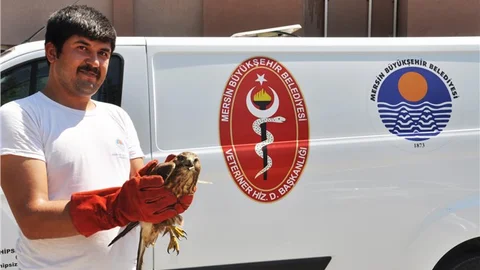 Yaralı Şahin’e Müdahale Edildi