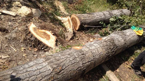 Mersin'de Akılalmaz Ölüm, Kestiği Ağaç Adamın Üzerine Devrildi