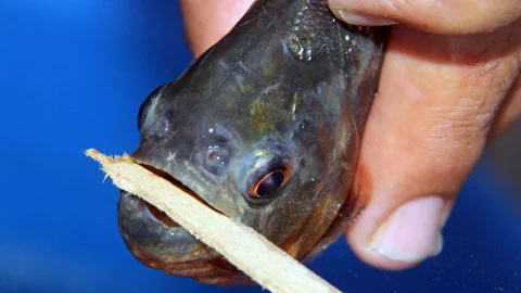 Komşu Şehirde Az Kalsın Balıkçı Balığın Yemi Oluyordu, Adana'da Pirana Paniği