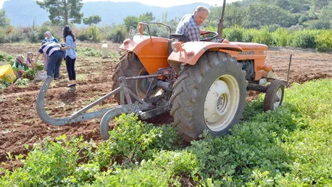 Silifke’de Yer Fıstığı Hasadına Başlandı