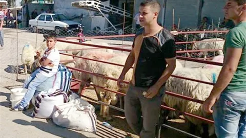 Şehit ailesine kurbanlığı belediye verecek