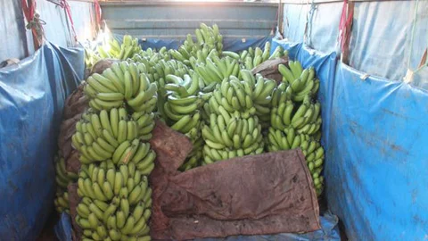 Anamur'da 108 kiloluk dev muz dalı