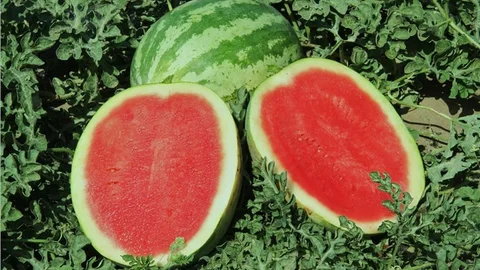 Kanser Hastaları İçin Karpuz Konsantresi Üretiliyor