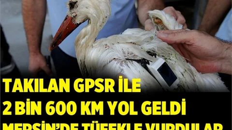 Slovakya’dan GPRS İle Takibe Alınan Leylek, Mersin’de Vuruldu