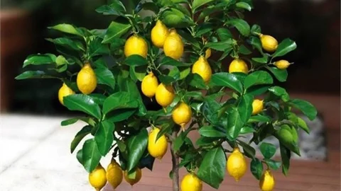 Kıssadan Hisse Limon Ağacı