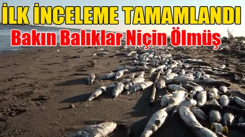 Tarsus'ta Yaşanan Çevre Felaketi İle İlgili İlk Açıklama Geldi