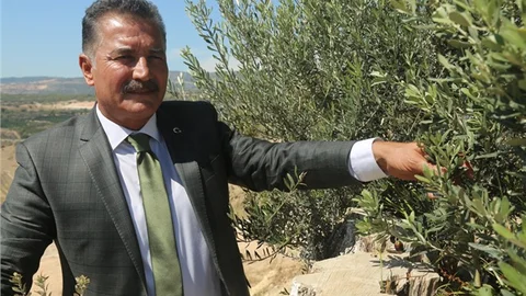 8 Asırlık Zeytin Ağacı, İlk Meyvesini Verdi