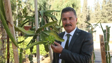 Toroslar’da Ejder Meyvesi Yetiştiriliyor