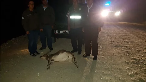 Mersin'de Yaban Keçisini Usulsüz Avlayana 13 Bin TL Ceza