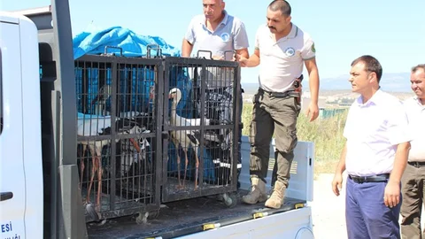 Tedavi Edilen Leylekler Göksu Deltası Doğal Yaşam Alanına Bırakıldı