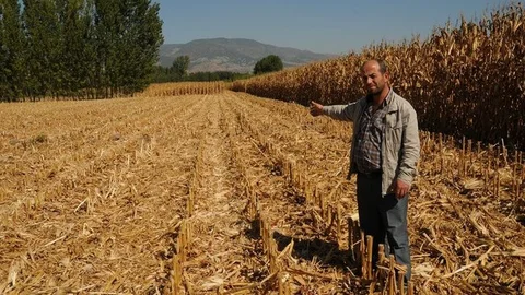 Mısır Hırsızlığı: Ekili 15 Dönüm Mısırı Biçip Çaldılar