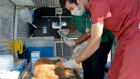 Büyükşehir’den Sahipsiz Dostlara Şefkat Eli