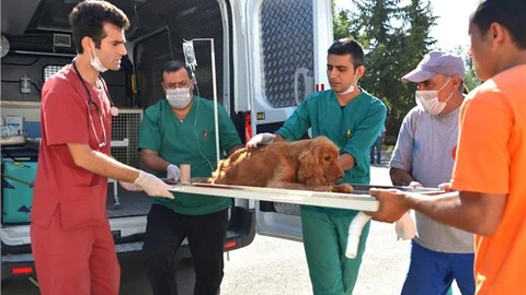 HAYVANLARA AMBULANS HİZMETİ