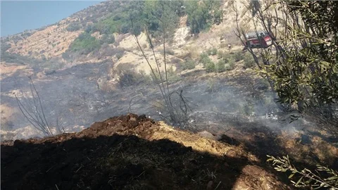 Zeytinlik Alanda Başlayan Yangın, Ormanlık Alana Sıçradı