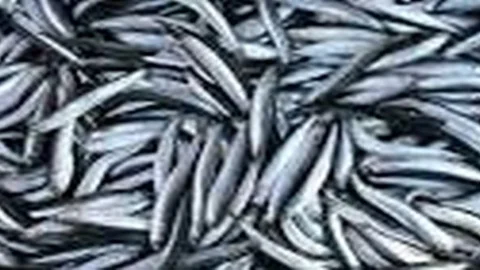 Hamsiyi Kılçığı İle Birlikte Yemeniz Gerekiyor!!