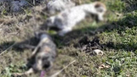 Antalya'da 1 Kediye Tecavüz Edilerek 2 Kedi Bıçaklanarak 1 Kedi Yakılarak Öldürüldü